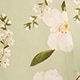 Spring Jasmine