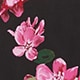 Dancing Blossom